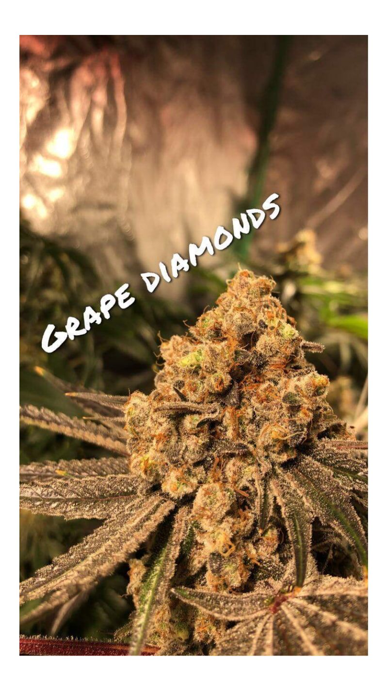 Grape Diamonds R2, Фасовка: 5, изображение 2
